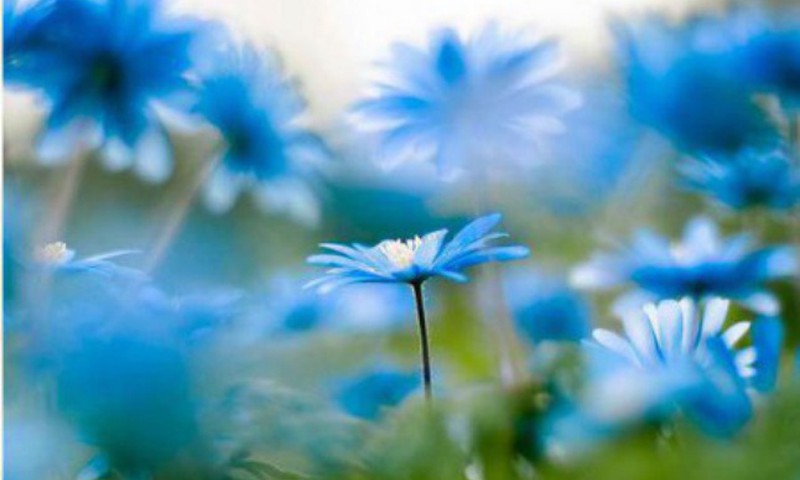 БЛОГ АСТРОЛОГА: Надо ли жить по гороскопу?