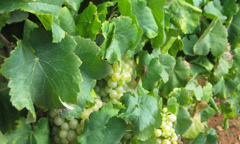 11 и 12 июня состоится Винный фестиваль!