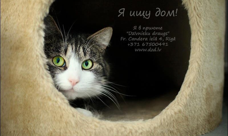 Смотрите, какой милый кот ищет дом!