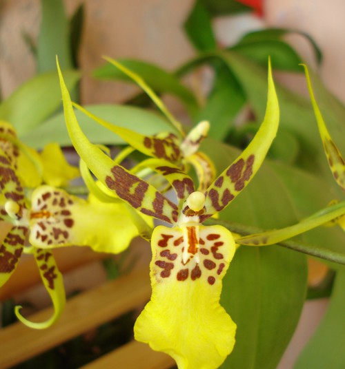 Блог сумасшедшего ботаника. Виды орхидей