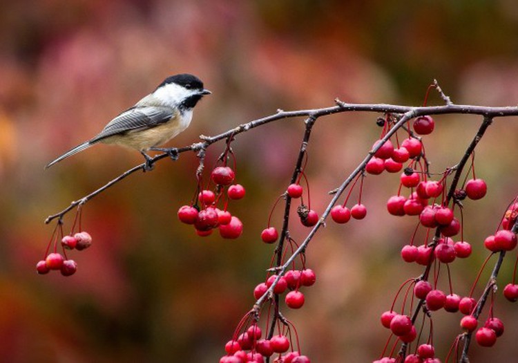 Почему птицы осенью улетают?