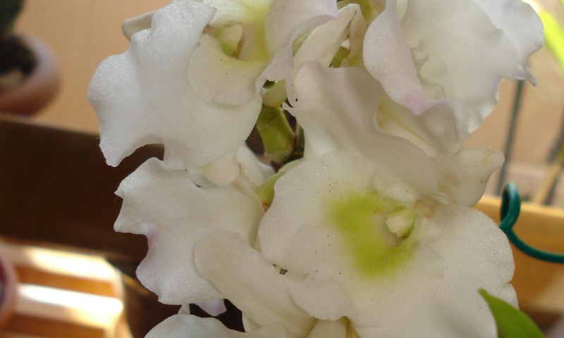  БЛОГ СУМАСШЕДШЕГО БОТАНИКА: Размножаем орхидеи