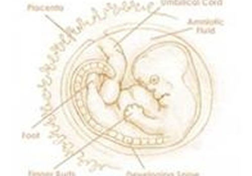 Восьмая неделя: эмбрион начинает двигаться