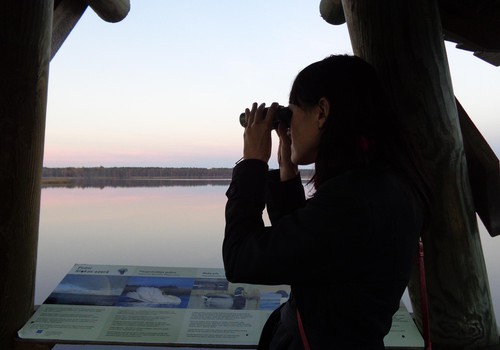 Наблюдение за птицами на Слокском озере