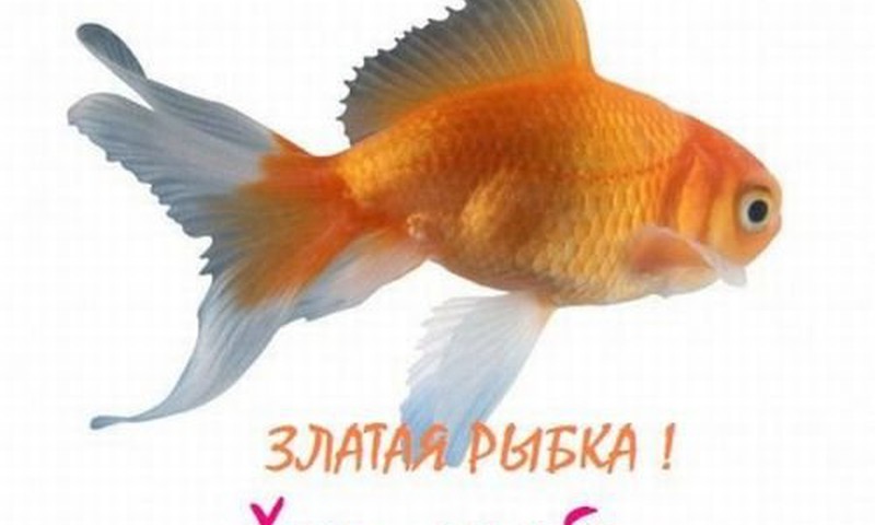 №47 ВЕРОНИКА: Желания?