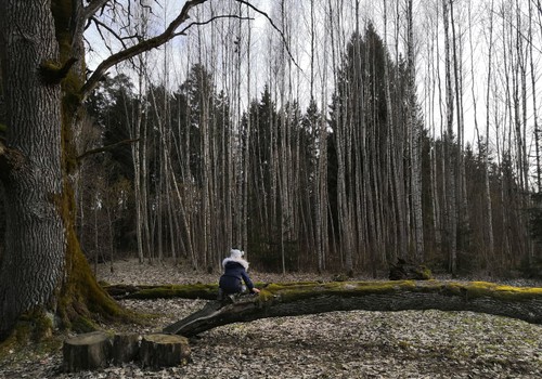 Весенние зарисовки: природная миниатюрная тропа «Большого Дуба»