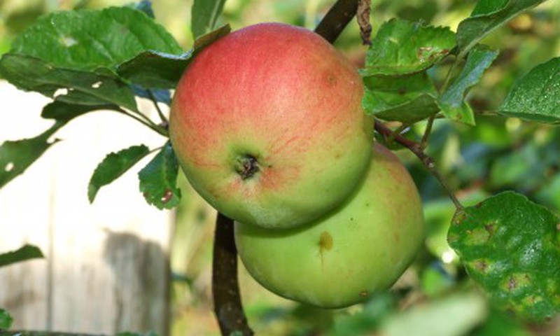 Янтарный джем