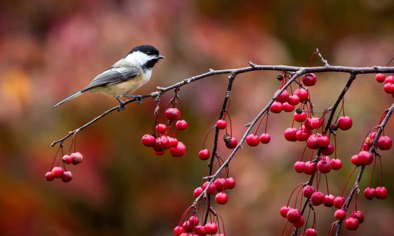 Почему птицы осенью улетают?