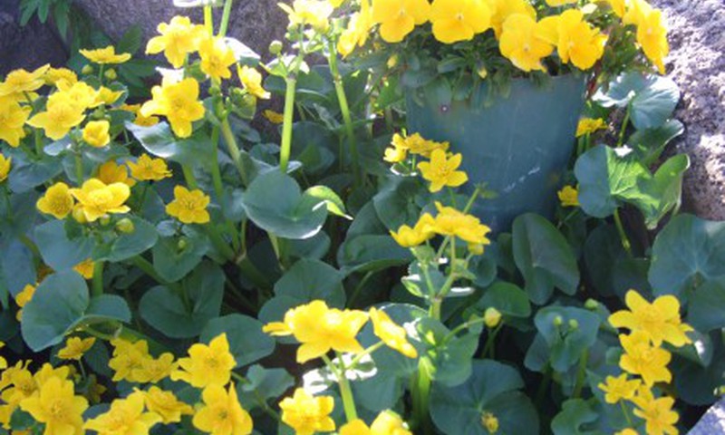 Наши достижения за пять месяцев