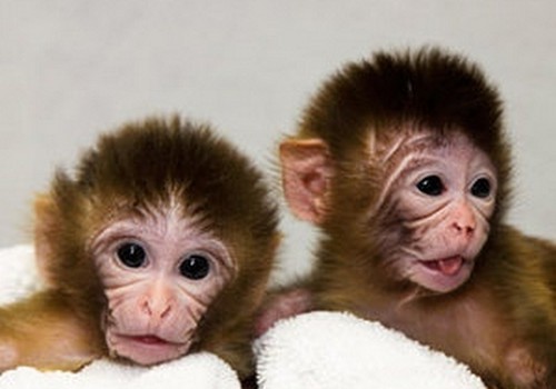 На обезьянах опробовали трансплантацию ДНК