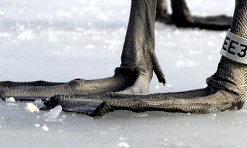 Что делать с окольцованной птицей