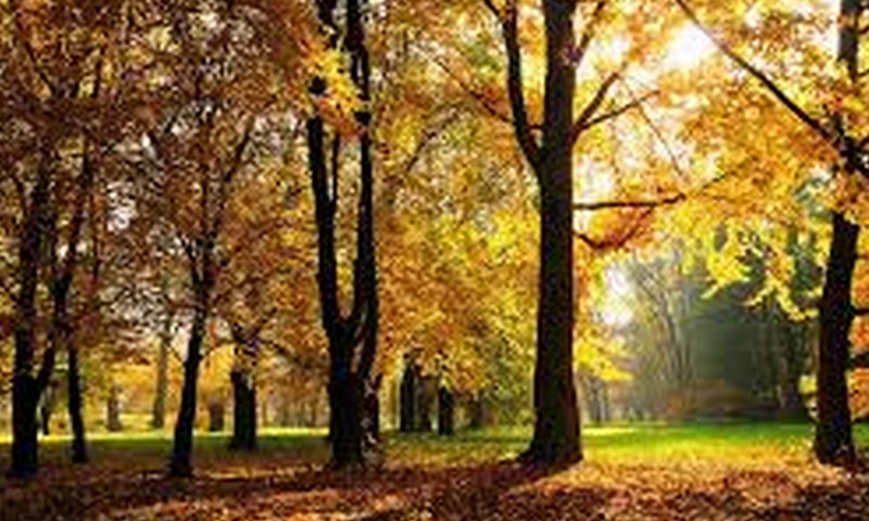 Конкурс комментариев: что сделать на выходных? Вне дома и дома?