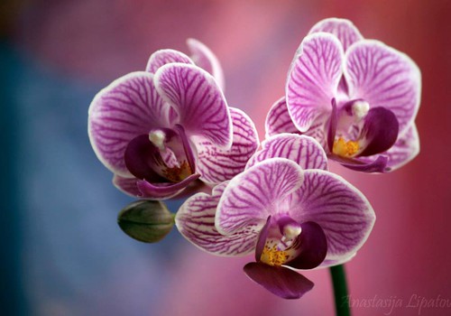 Страсть к орхидеям!
