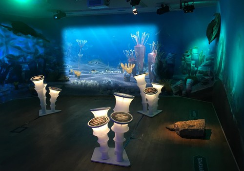 Познавательная выставка «Тайны морских глубин» открыта для посетителей