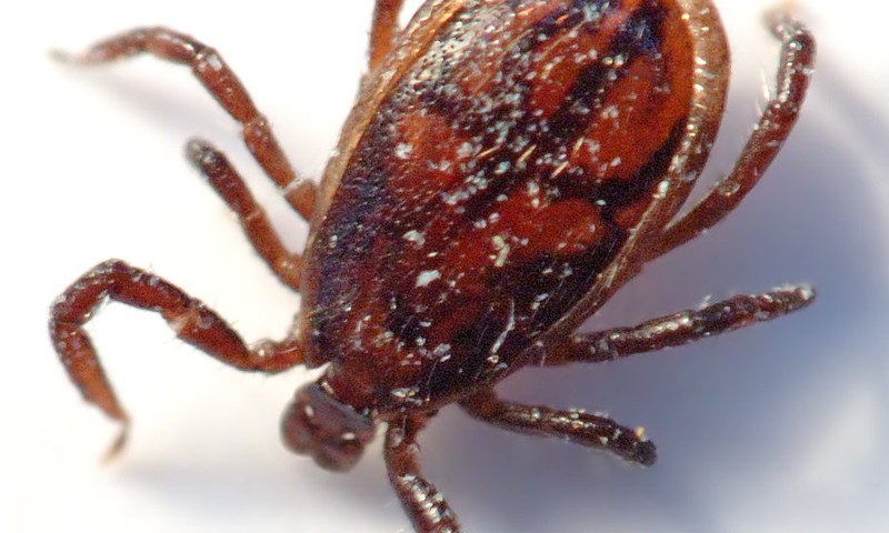 Вы боитесь клещей?