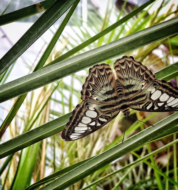 Летний гид 2020: Дом тропических бабочек в Сигулде