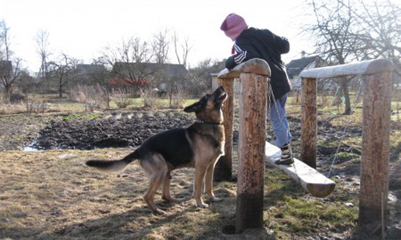 Какая порода собак вам нравится больше всего?