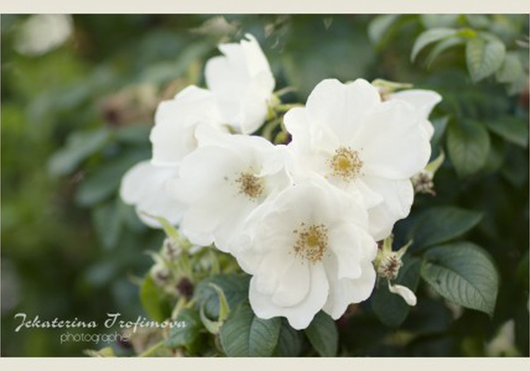 Белые розы...
