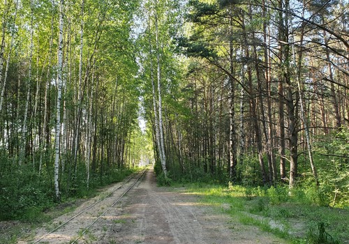 Прогулка летняя, болотно-лесная